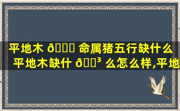 平地木 🍁 命属猪五行缺什么「平地木缺什 🌳 么怎么样,平地木命五行缺什么」